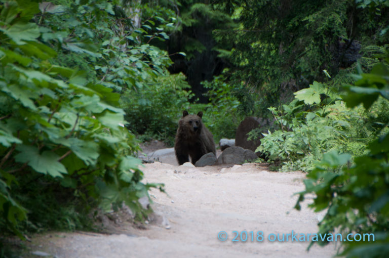 Grizzly Bear!