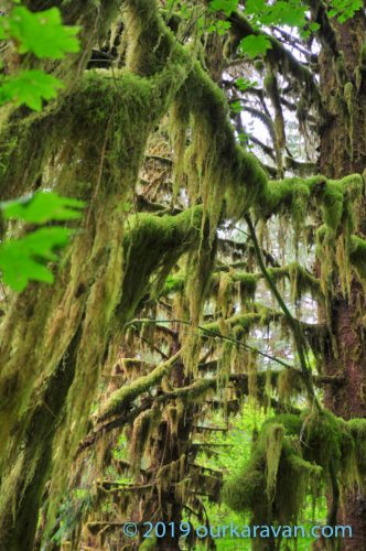 Hoh Rain Forest in Olympic National Park