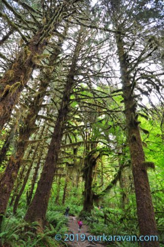 Hoh-Rain-Forest-Olympic-National-Park-2